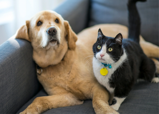 How to Choose the Right Pet Essentials for Your Dog or Cat
