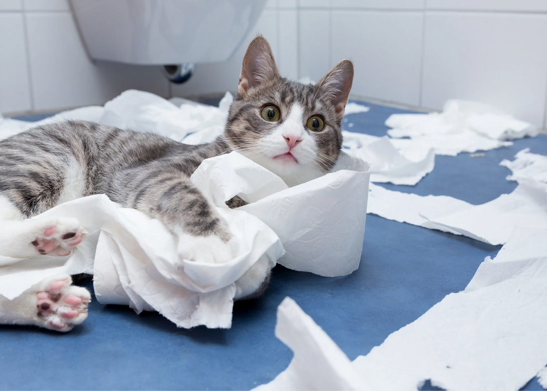 Why Mental Enrichment Is Just as Important as Physical Exercise for Pets