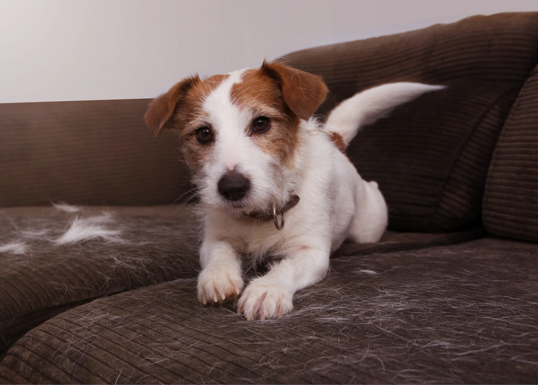 The Complete Guide to Reducing Shedding in Dogs and Cats