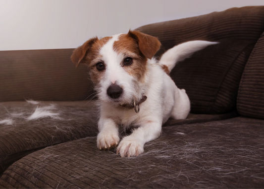 The Complete Guide to Reducing Shedding in Dogs and Cats
