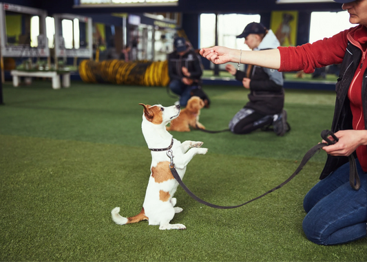 Puppy Training Made Simple: Essential Tips for Raising a Happy, Well-Behaved Dog