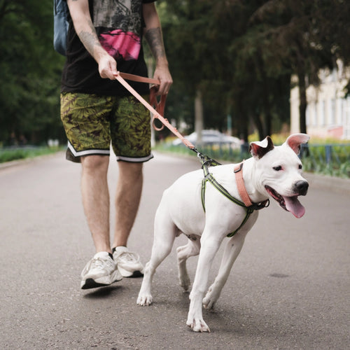 Pulling During Walks