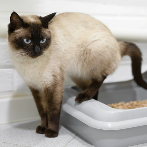Litter Box Odor & Mess