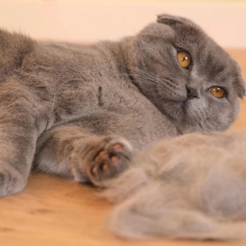 Cat Shedding & Fur