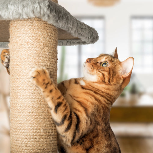 Scratching & Furniture Protection