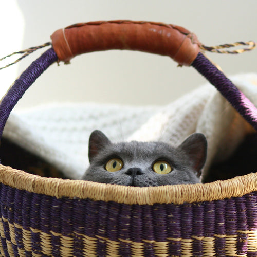 Cat Anxiety & Comfort