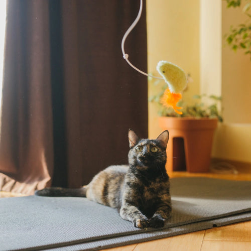 Indoor Cat Enrichment
