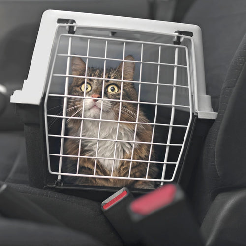Cat Travel