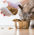 Feeding Essentials