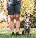 Puppy & Training