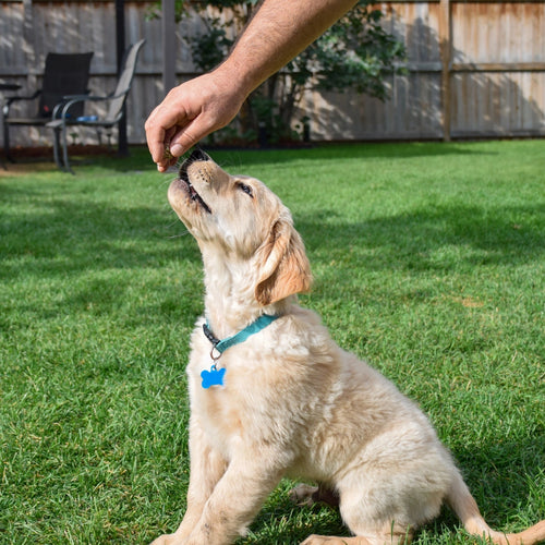 Puppy Training