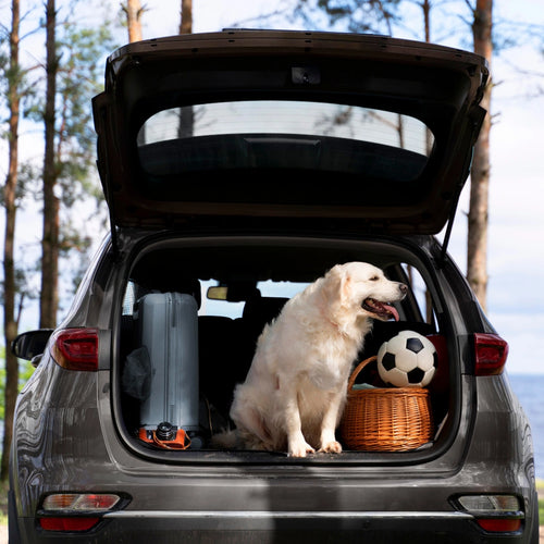 Travel & Car Rides